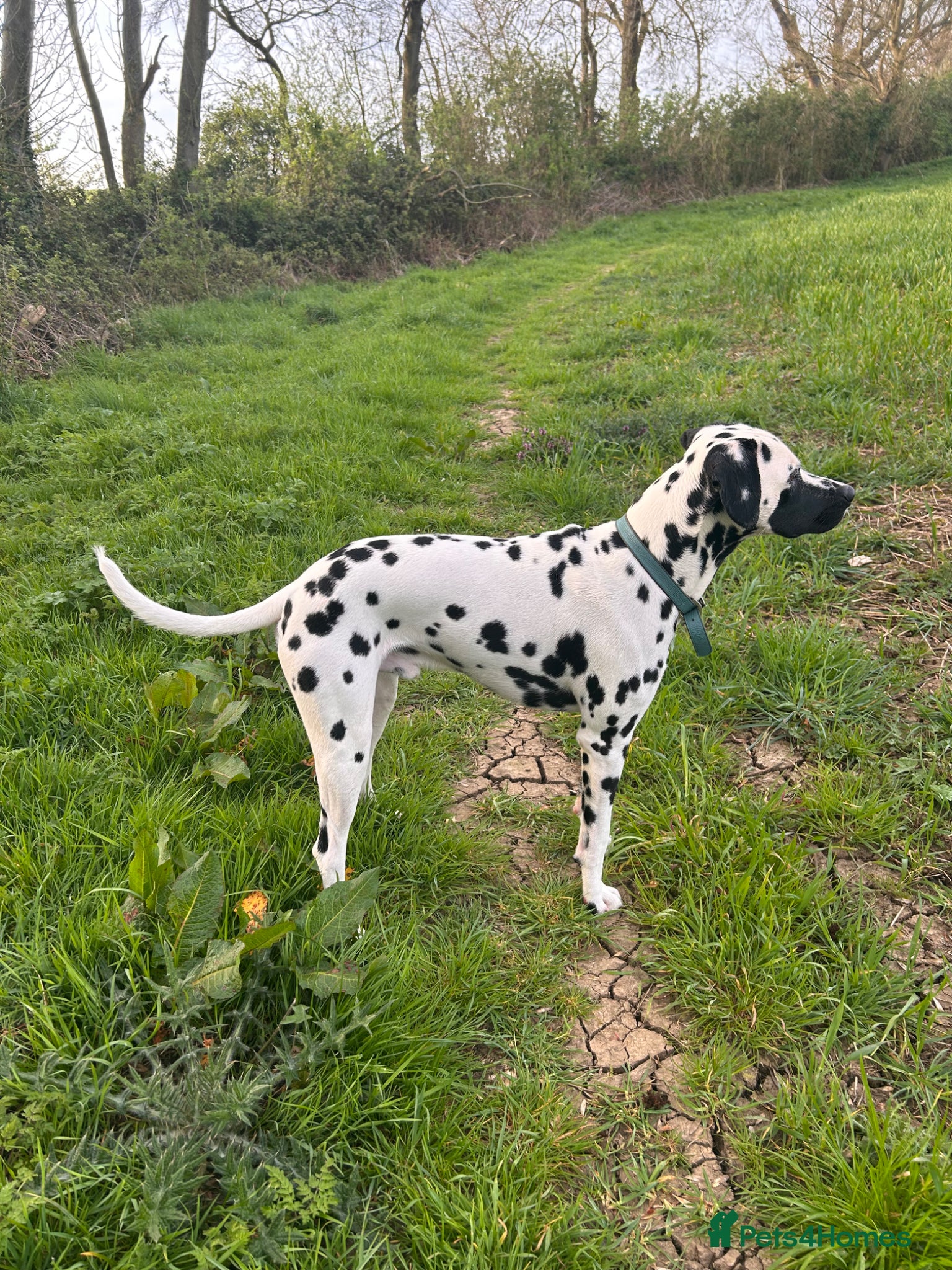 Dalmatian dogs Beautiful KC Dalmatian boy available for stud  - Advert 1