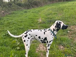 Dalmatian dogs Beautiful KC Dalmatian boy available for stud - Advert 1