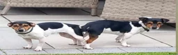 Jack Russell dogs for stud: Traditional Miniature Jack Russell Stud Service  - Advert 5