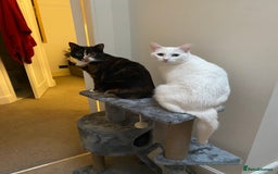 Mixed Breed cats for sale: Two sisters in need of new home  - Image 1