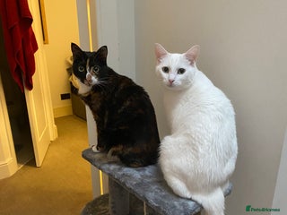 Mixed Breed cats - Advert 36