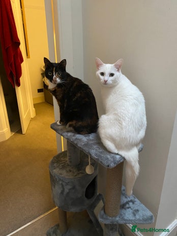 Mixed Breed cats - Advert 1