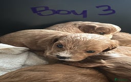 Cavapoo dogs for sale: One girl left has come available  - Image 29