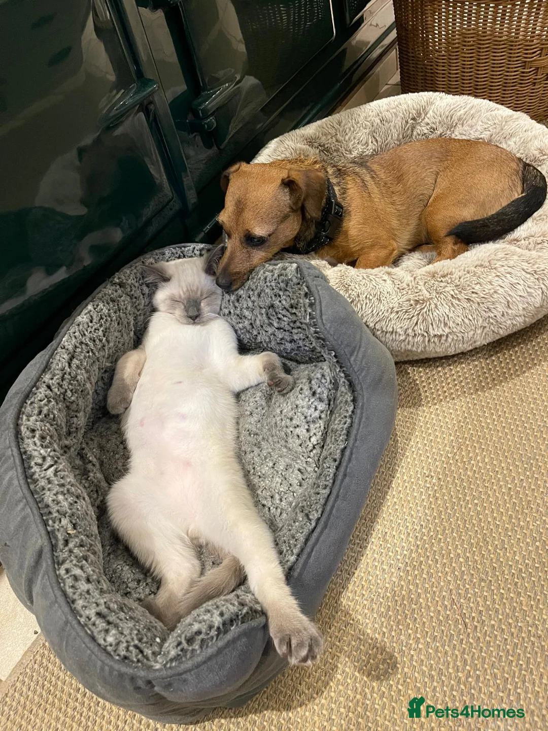 Ragdoll cats for sale: 4 bundles of Ragdoll x joy - Advert 18