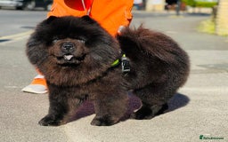 Mixed Breed dogs for sale: ChowPei Pups  - Image 12