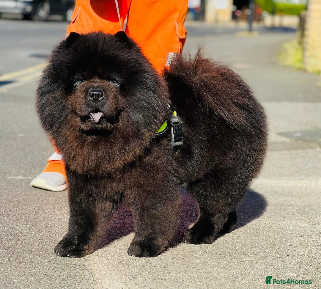 Mixed Breed dogs for sale: ChowPei Pups  - Image 12