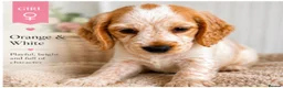Cocker Spaniel dogs for sale: Adorable show type cocker spaniel puppy’s  - Advert 5
