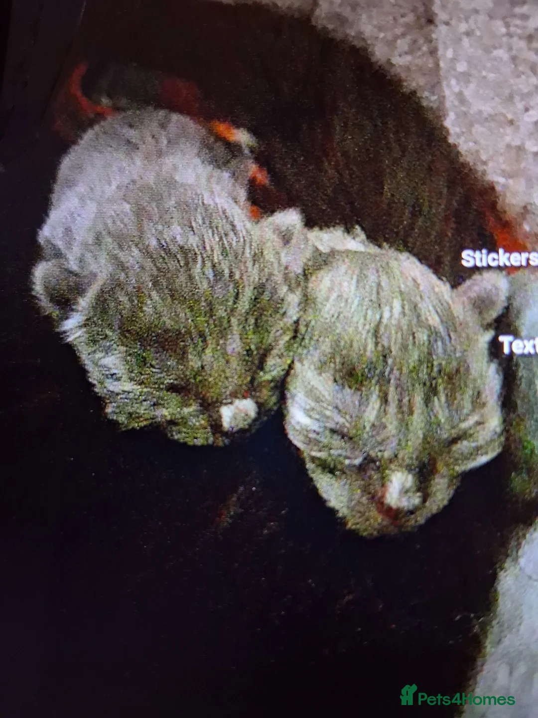 Russian Blue cats for sale: Russian blue babies in Leeds - Advert 2