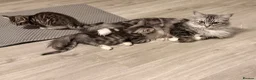 Maine Coon cats for sale: Maine coon kitten - Advert 7