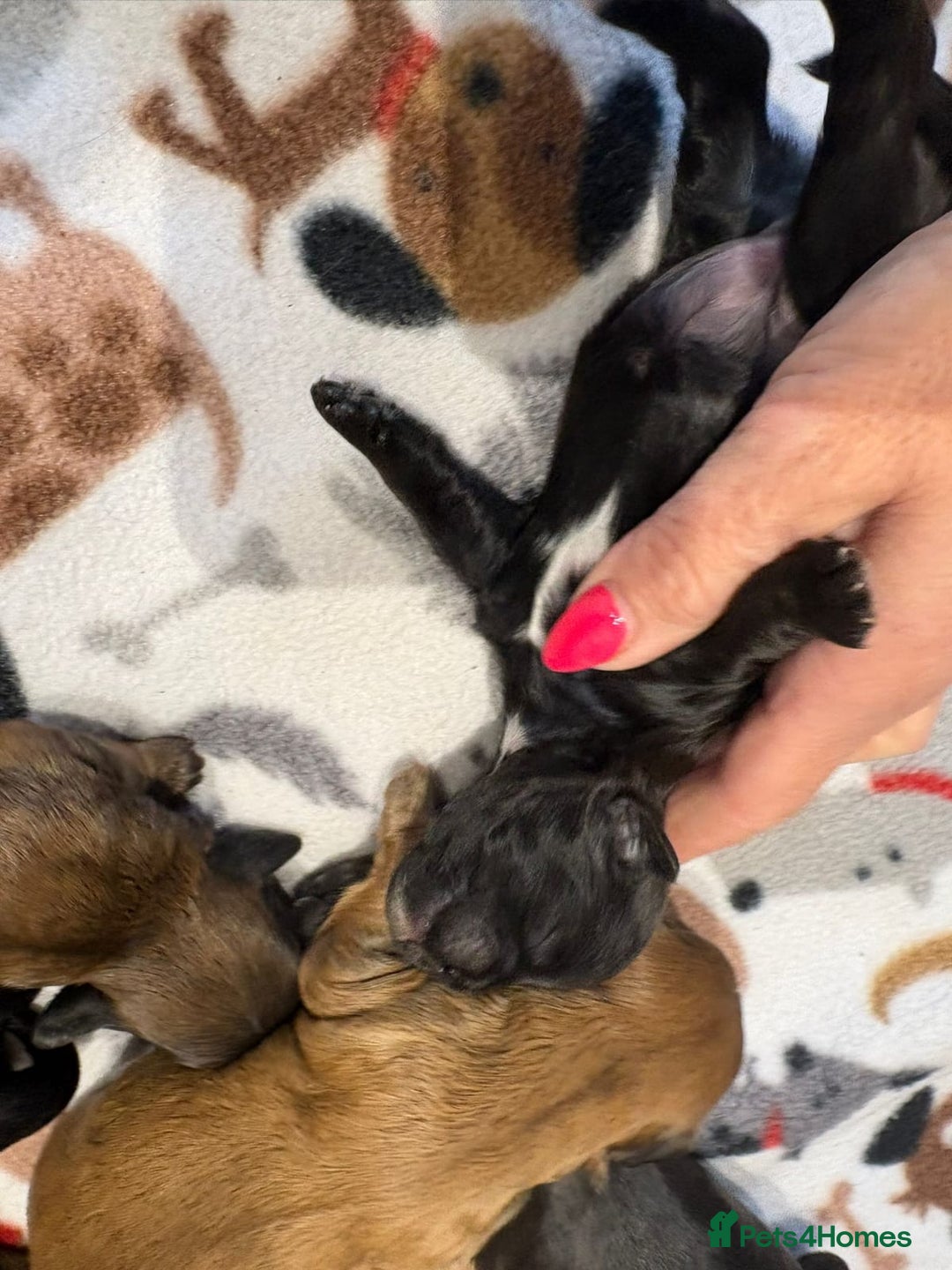 Shihpoo dogs for sale: BEAUTIFUL SHIHPOO PUPPIES - Advert 12