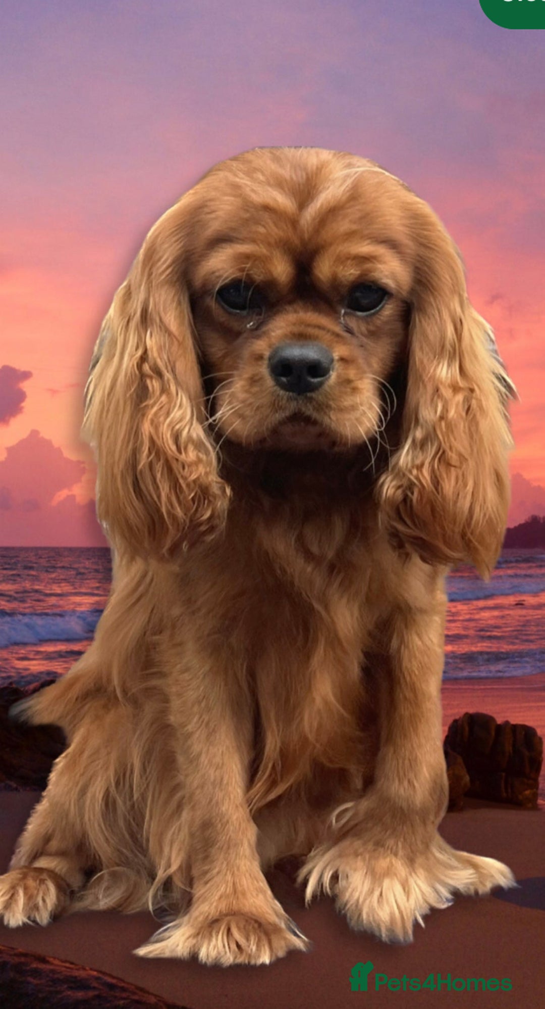 Cavalier King Charles Spaniel dogs for sale: Stunning King Charles cavalier pups (ruby)  - Image 9