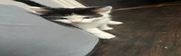 Mixed Breed cats for sale: 4 playful kittens ready to find their forever home - Advert 8