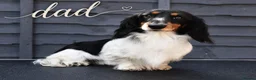 Miniature Dachshund dogs for sale:  🐾 Stunning longhaired mini dachshunds 🐾 - Advert 5