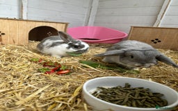 Mini Lop rabbits for sale: Mini lop - Image 3