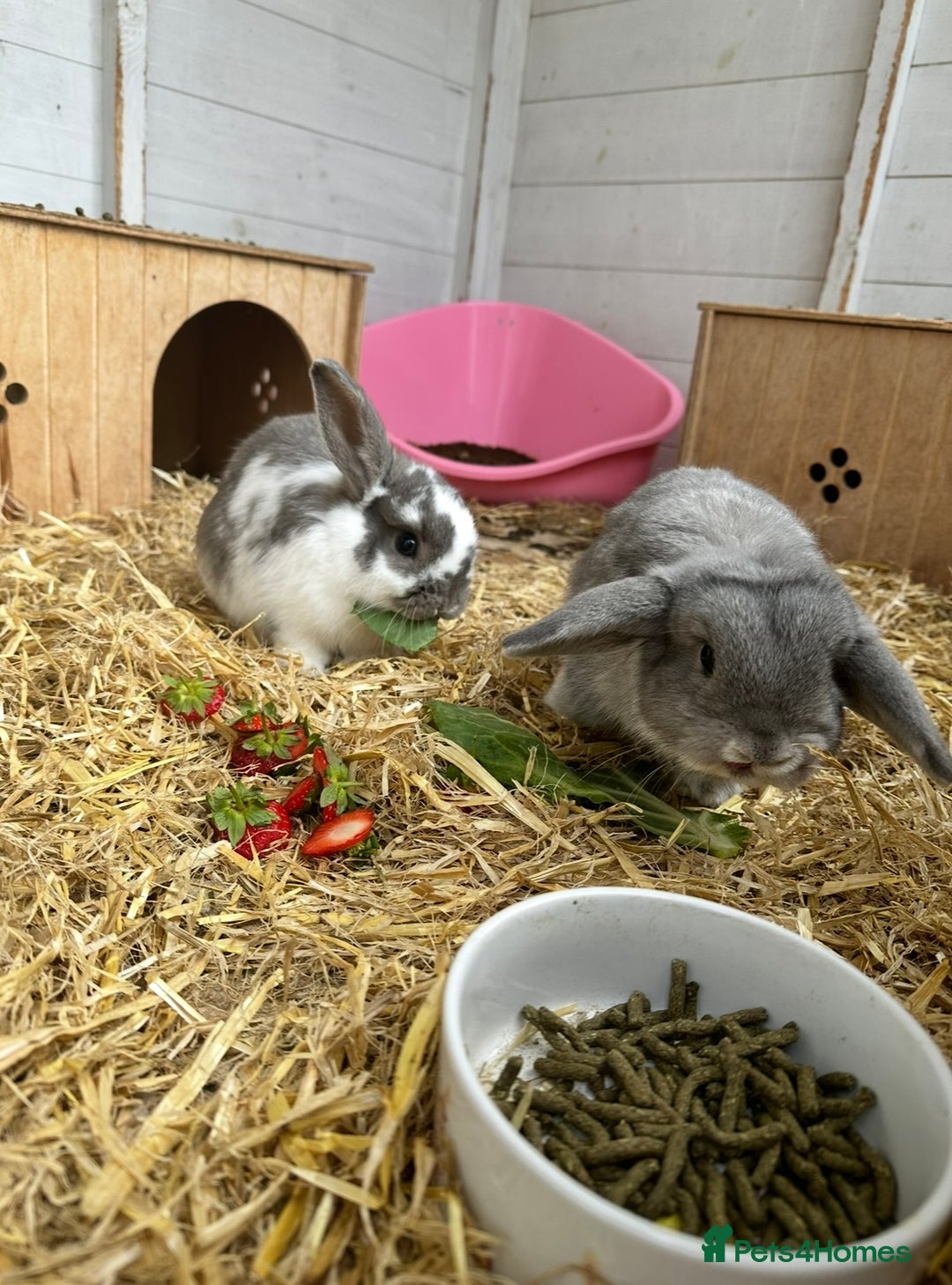 Mini Lop rabbits for sale: Mini lop - Image 3