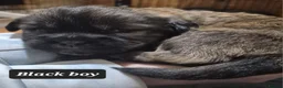 Mixed Breed dogs for sale: Rottweiler cross Shih Tzu puppies - Advert 18