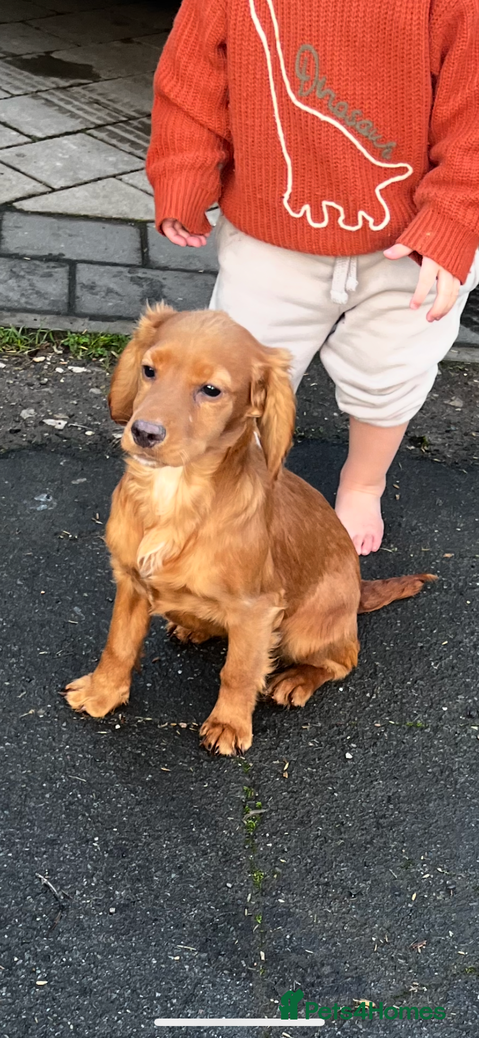 Cocker Spaniel dogs Male working cocker - Advert 1