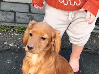 Cocker Spaniel dogs Male working cocker - Advert 1