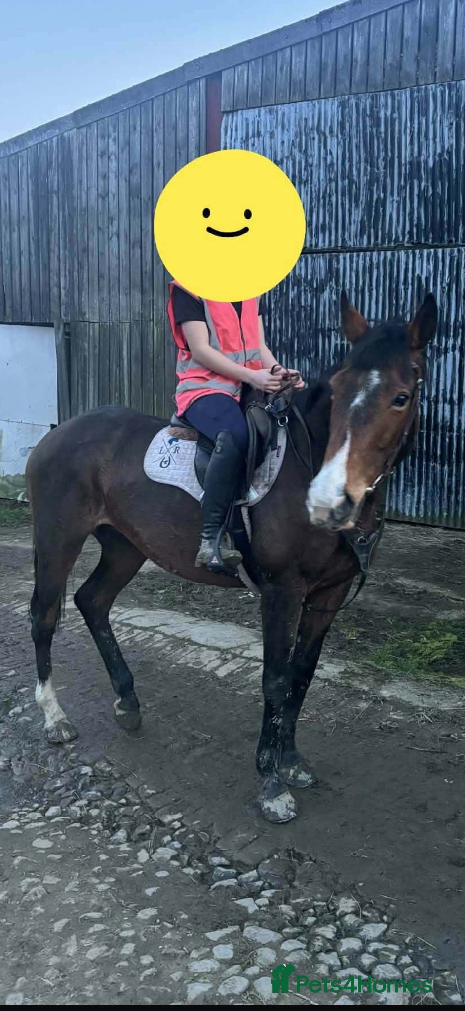 Irish Sports horses Lily - easy summer project with lots to offer  - Advert 1