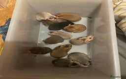 Hamster rodents for sale: Baby Syrian hamsters🐹  - Advert 11