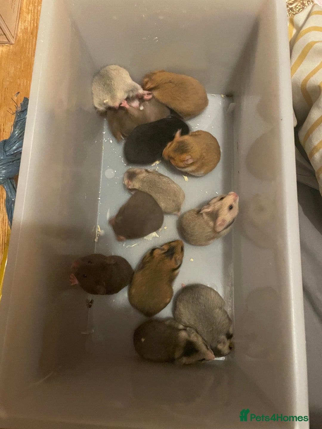 Hamster rodents for sale: Baby Syrian hamsters🐹  - Advert 11