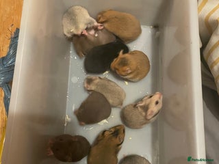 Hamster rodents Baby Syrian hamsters🐹 - Advert 12