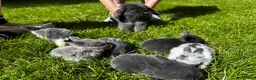 Mini Lop rabbits for sale: 2 Blue Baby Mini Lops - Advert 34