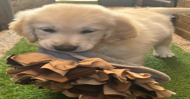 Golden Retriever dogs - Advert 5
