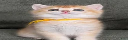 British Shorthair cats for sale: Unique British shorthair golden kittens  - Advert 2