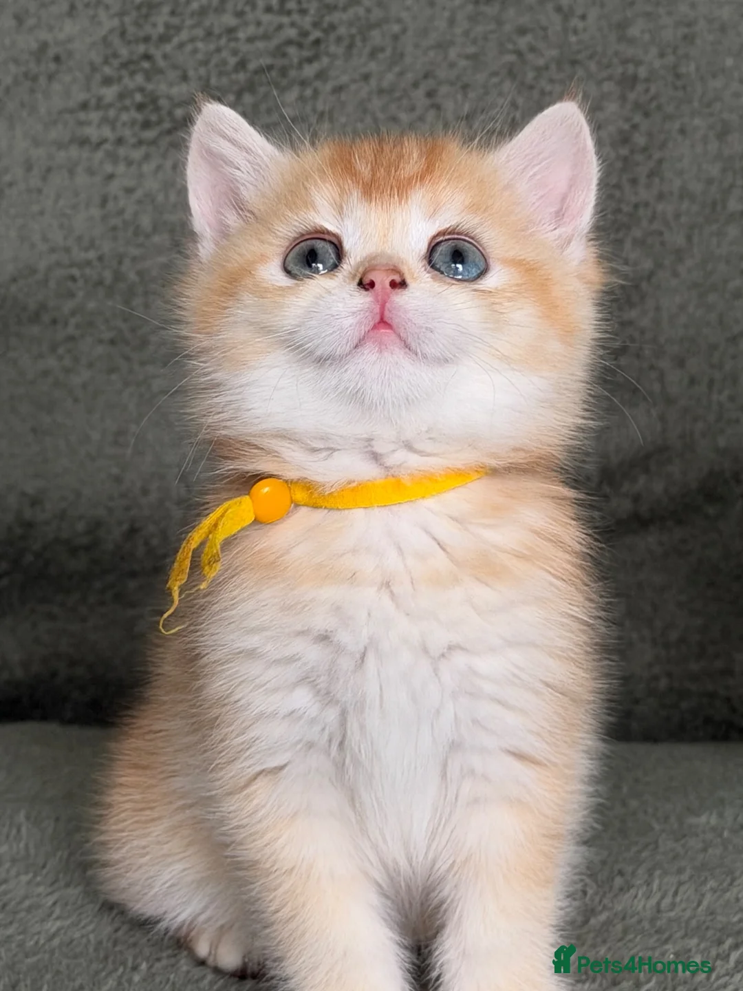 British Shorthair cats for sale: Unique British shorthair golden kittens  - Advert 2
