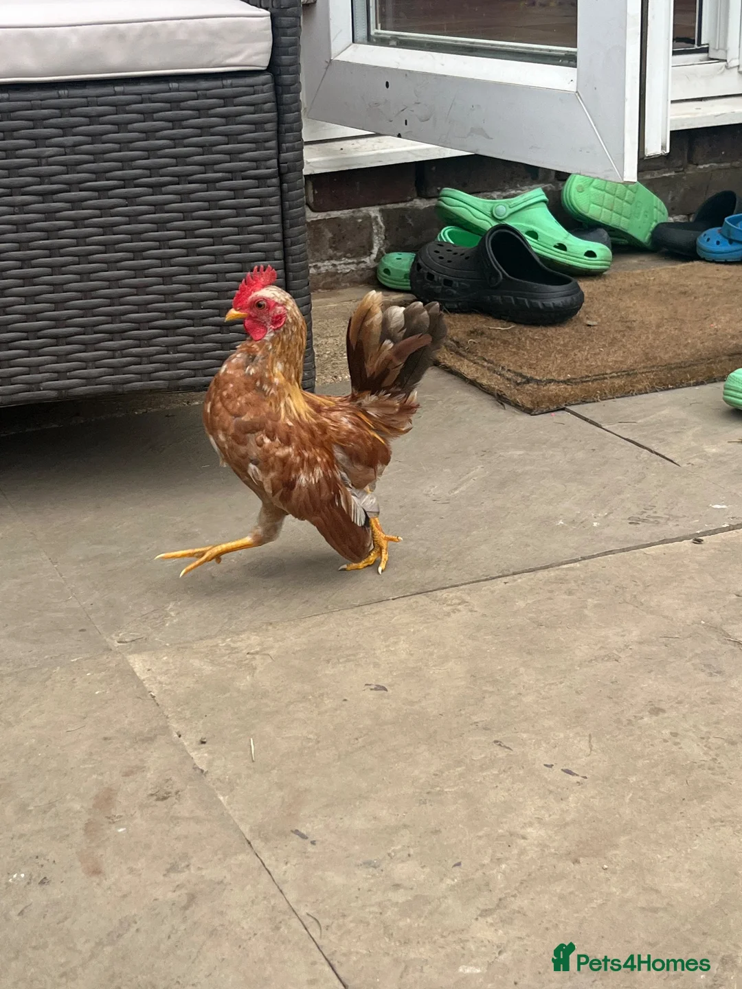 Chickens poultry for sale: Serama cockerel - Advert 2