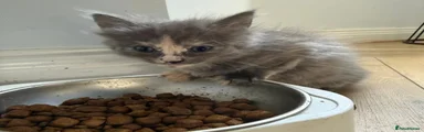 Maine Coon 7