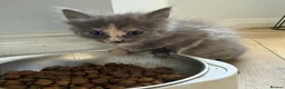 Maine Coon cats for sale:     Stunning Maine Coon x Ragdoll Kittens  - Advert 6