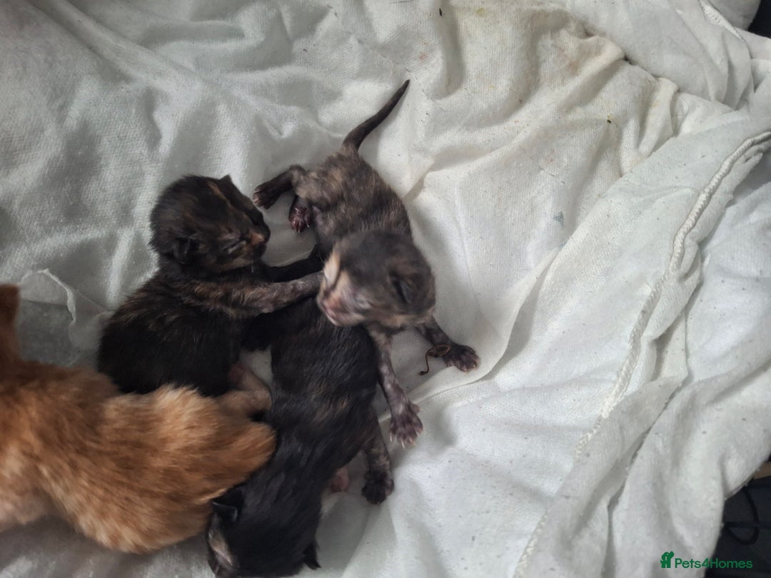 Mixed Breed cats for sale: Kittens  - Image 4