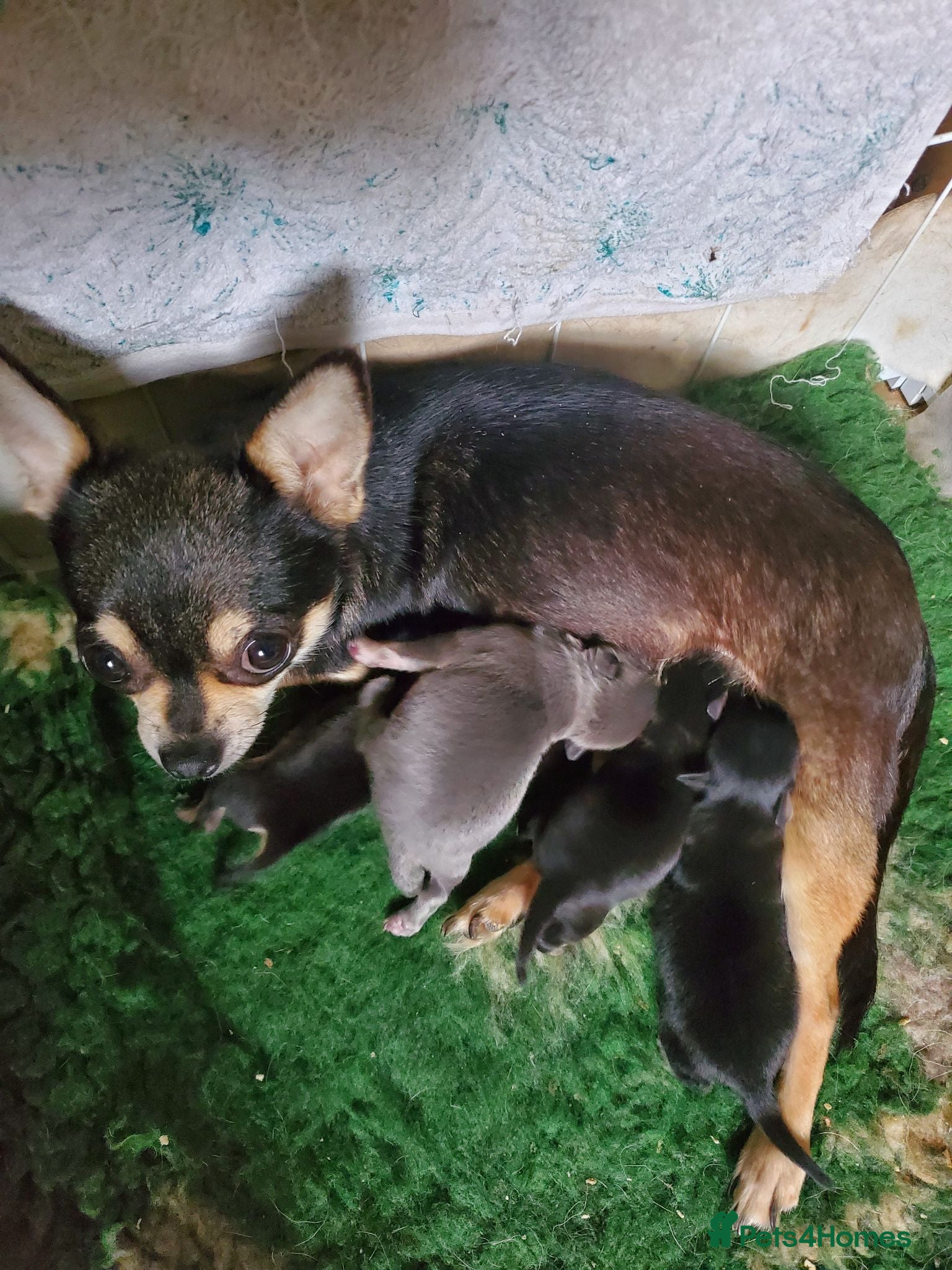 Chihuahua dogs Chihauhau puppies - Advert 1