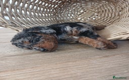 Miniature Poodle dogs for stud: 💥FOR STUD💥 CHOC MERLE PHANTOM MIN POODLE in Doncaster - Image 29