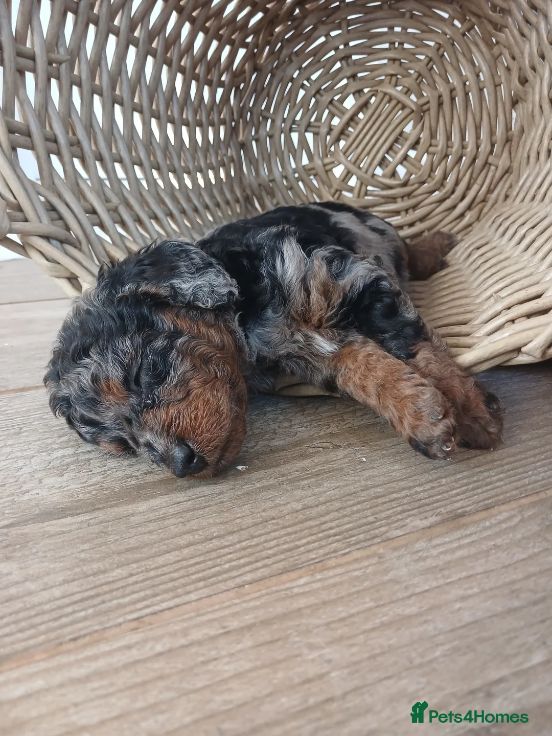 Miniature Poodle dogs for stud: 💥FOR STUD💥 CHOC MERLE PHANTOM MIN POODLE in Doncaster - Advert 28