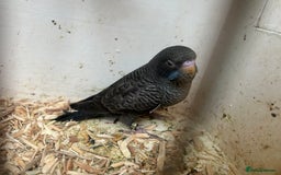 Budgerigars birds for sale: Budgies for sale, black wings, all in good health  - Image 22