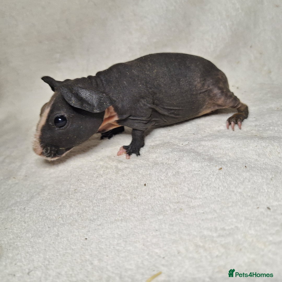 Guinea Pig rodents for sale: Skinny pig boys - Image 1