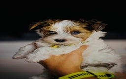 Yorkshire Terrier dogs for sale: ❤️ Beautiful merle Yorkshire terrier ready now❤️ - Image 21