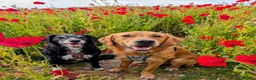 Golden Retriever dogs for sale: Waiting list open  - Advert 28