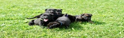 Belgian Shepherd Dog dogs for sale: Belgian Mallinois pups due - Advert 4