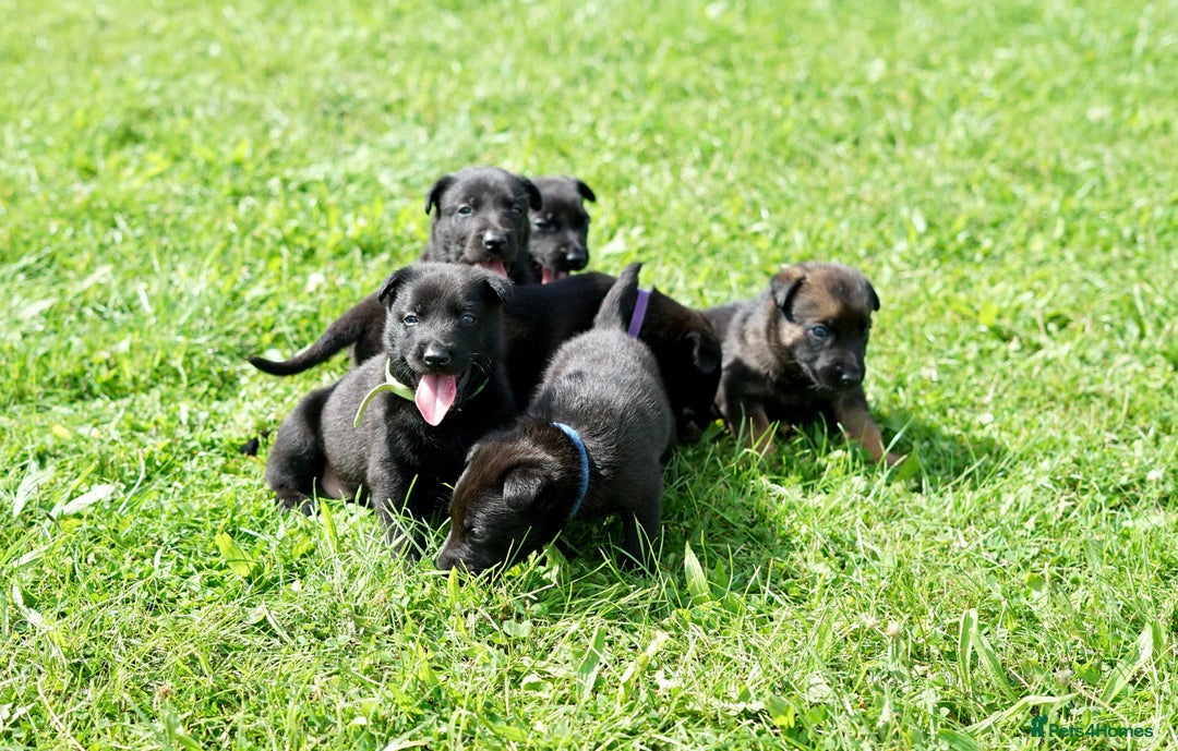 Belgian Shepherd Dog dogs for sale: Belgian Mallinois pups due - Advert 4