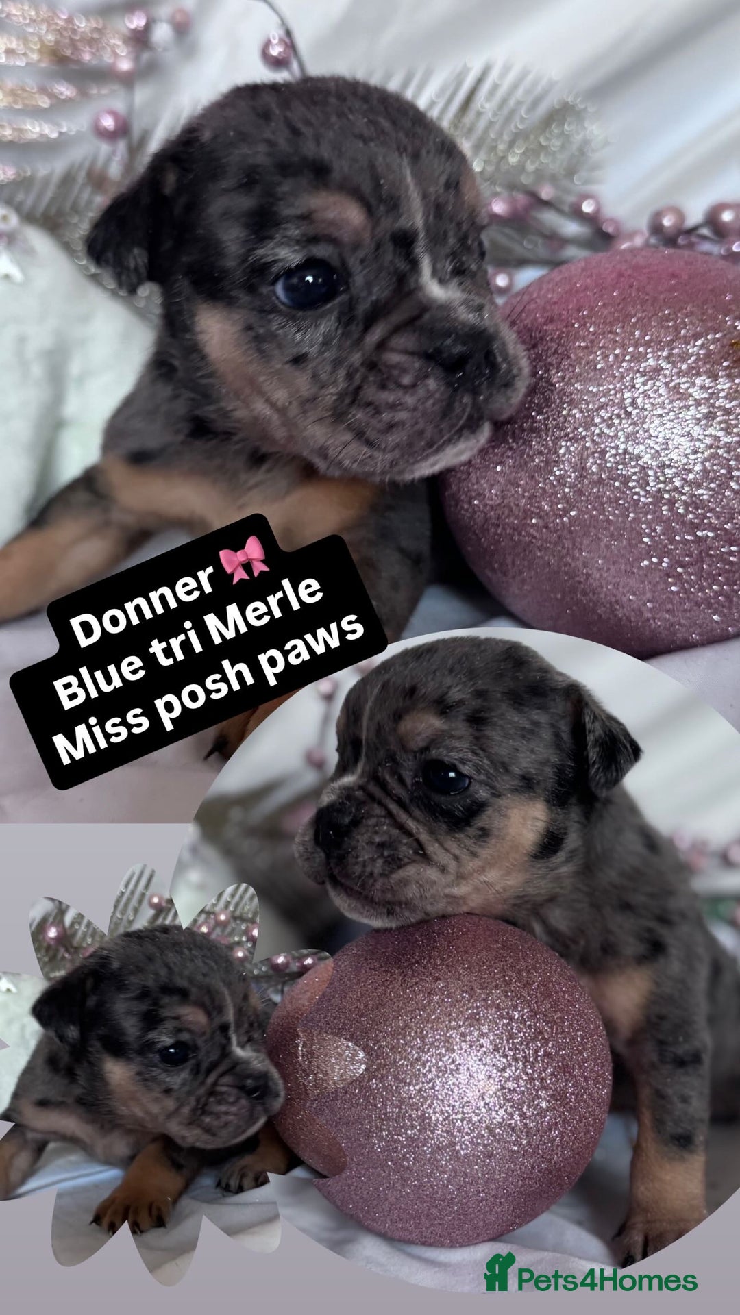 English Bulldog dogs for sale: 11 wonderful healthy happy bulldog babies  - Advert 5