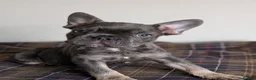 French Bulldog dogs for sale: Reduced fluffy/carriers Frenchies - Advert 9