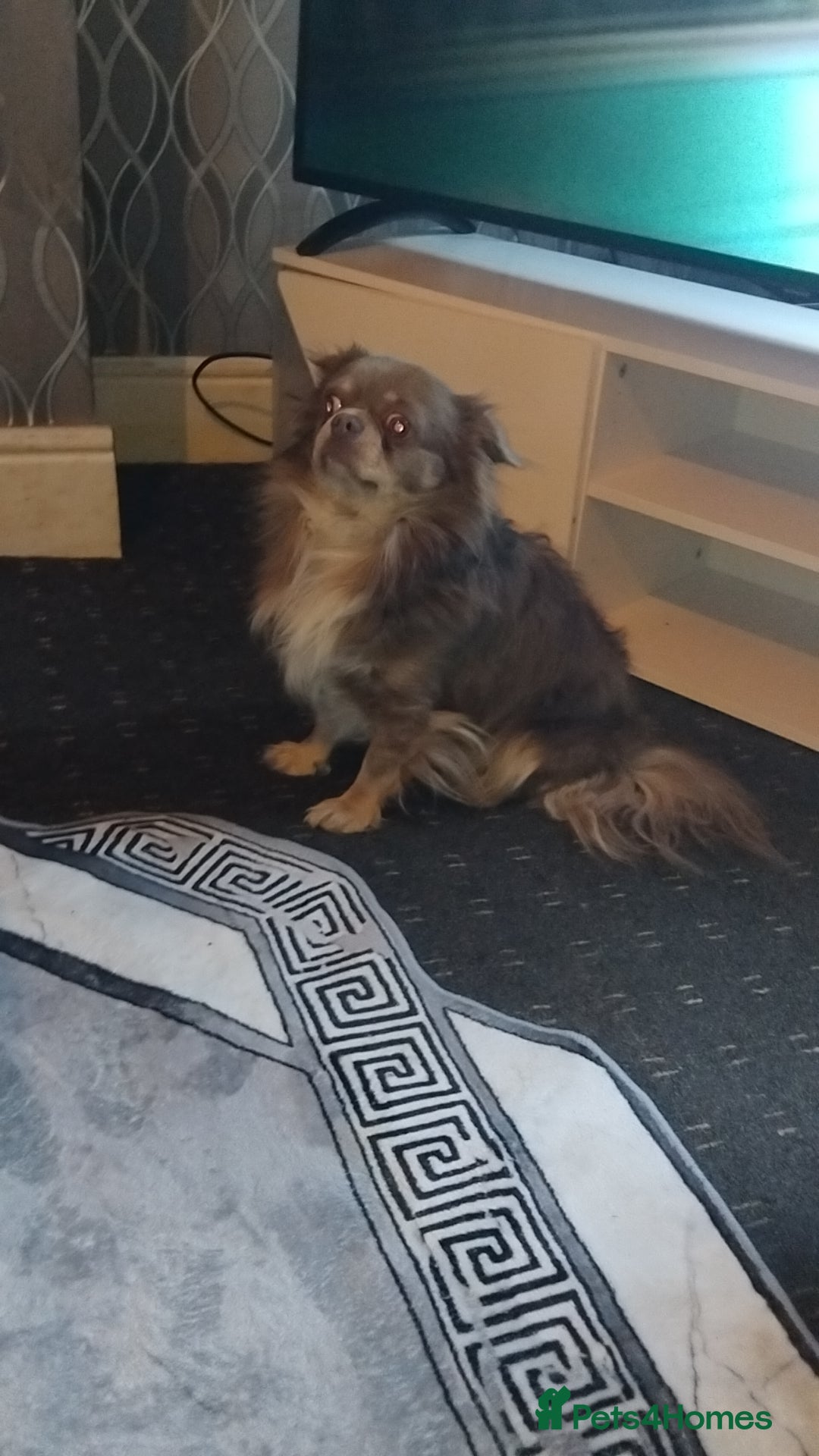 Chihuahua dogs for sale: Kc longhaired chihuahua  - Advert 2