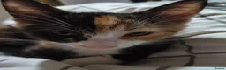 Domestic Shorthair cats for sale: 5 beautiful lovely kittens 🐾🐾 in Boston - Advert 15
