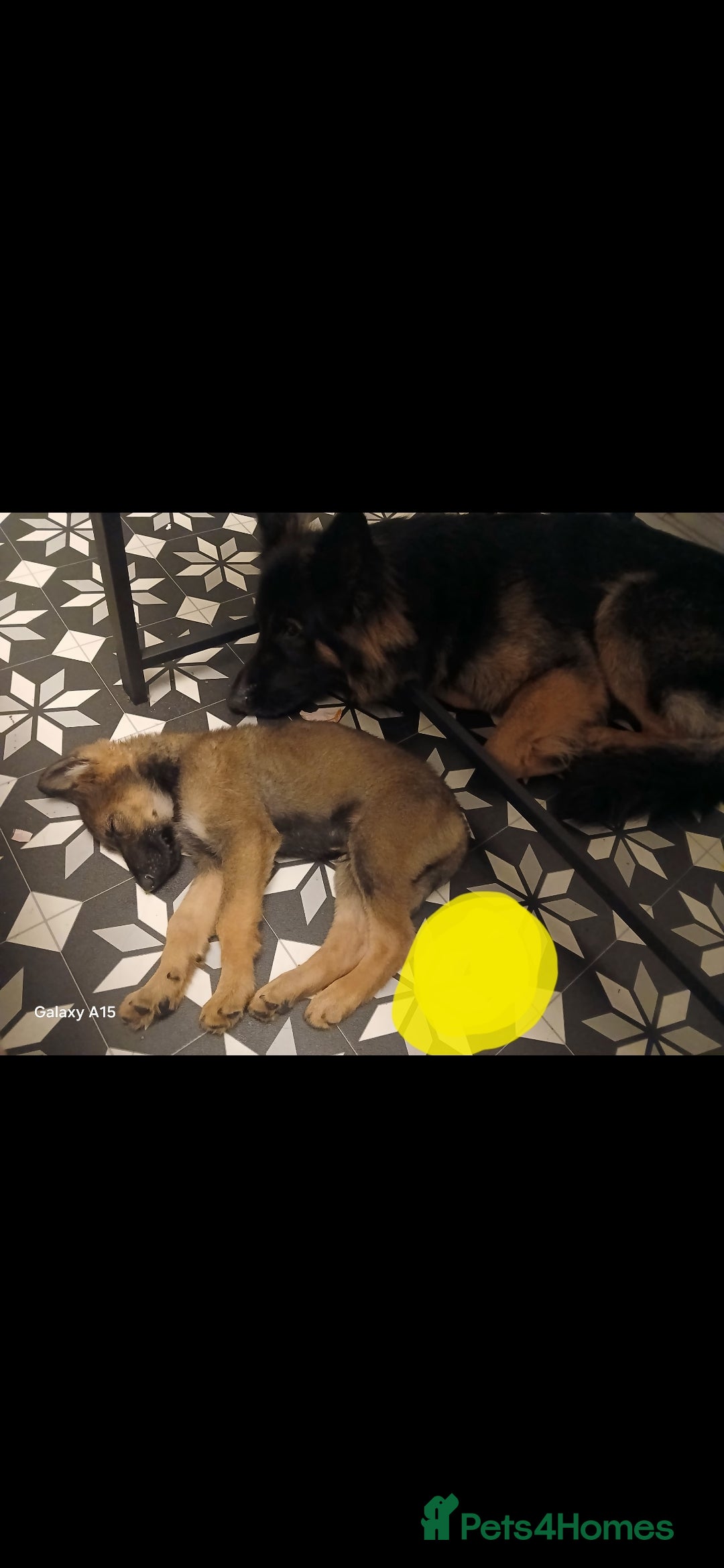 German Shepherd dogs for sale: 💥 chunky German Shepherd's 💥 - Image 8