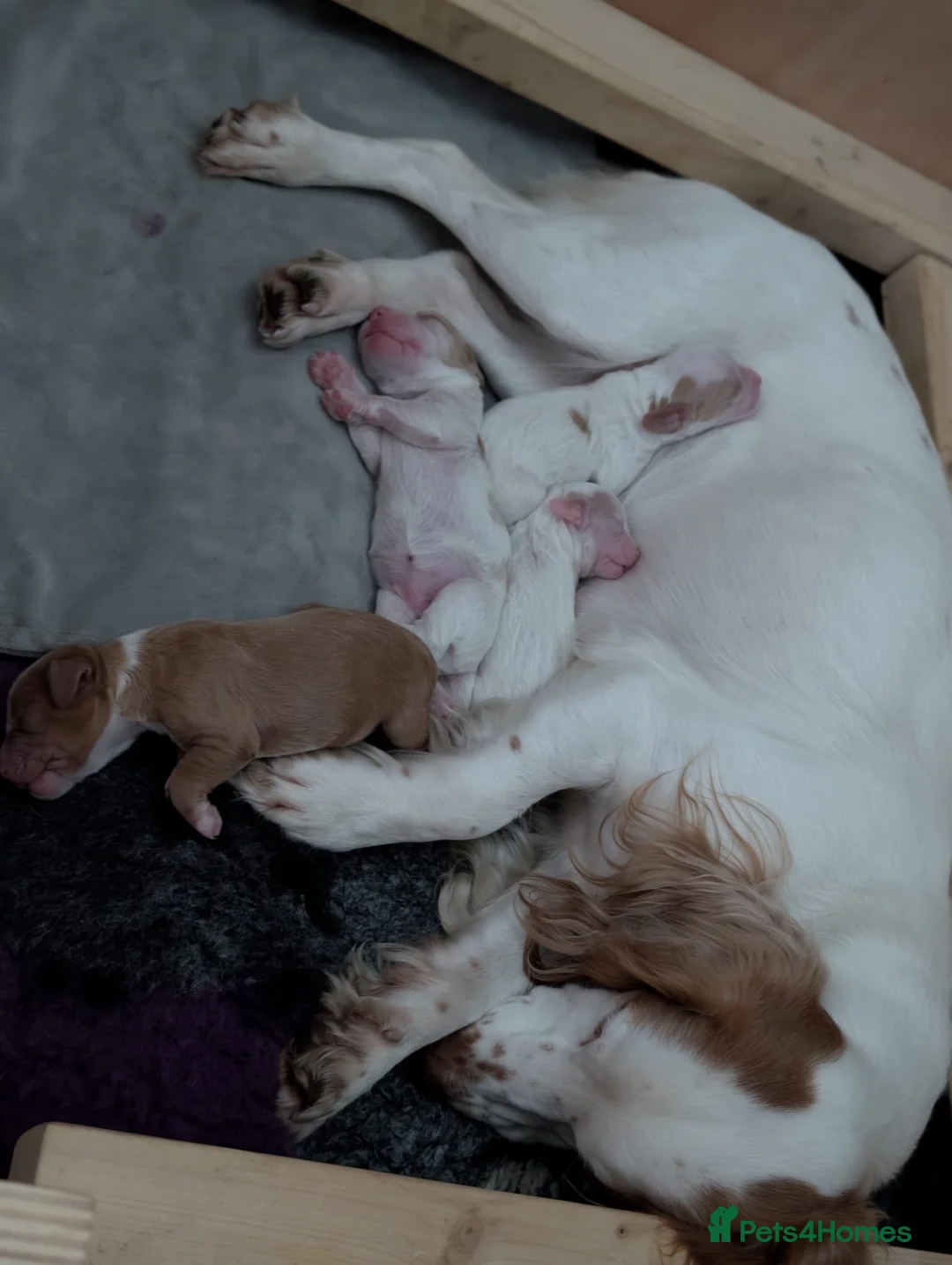 Cocker Spaniel dogs for sale: Four Pure-Bred Cocker Spaniel Puppies Available in Nottingham - Advert 2