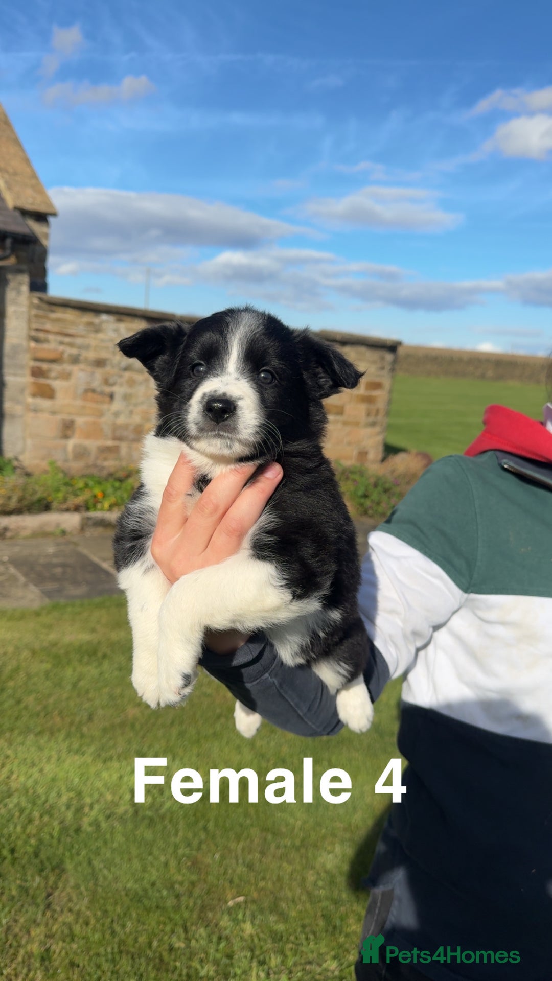 Border Collie dogs for sale: Superb litter of purebred Border Collie puppies  - Image 16